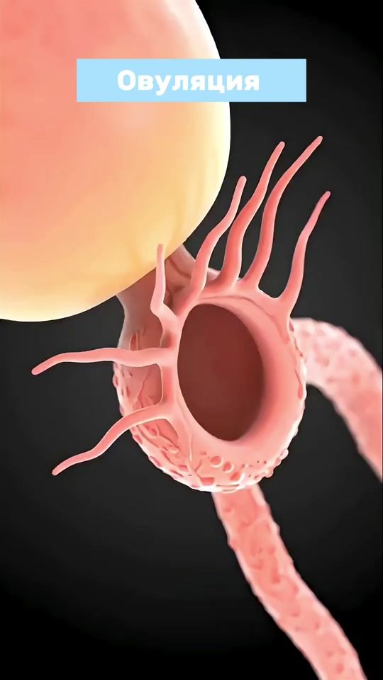 TikTok video thumbnail by dr_annamed