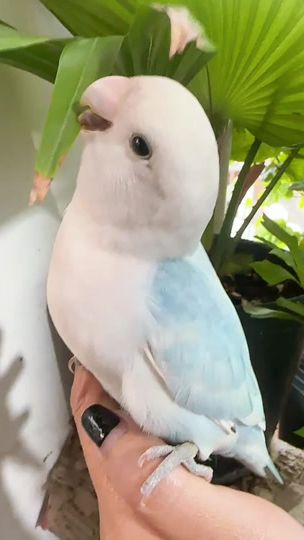 TikTok video thumbnail by vienphale