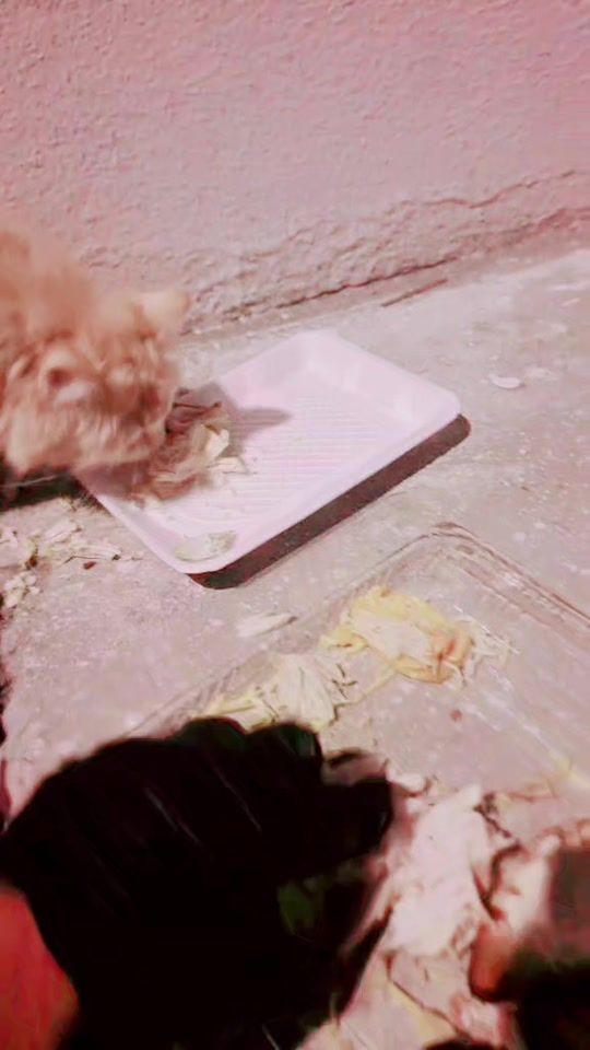 TikTok video thumbnail by zamanjaveed3
