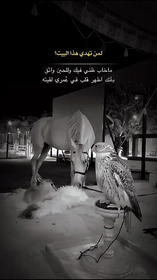 TikTok video thumbnail by zahrh_jo_