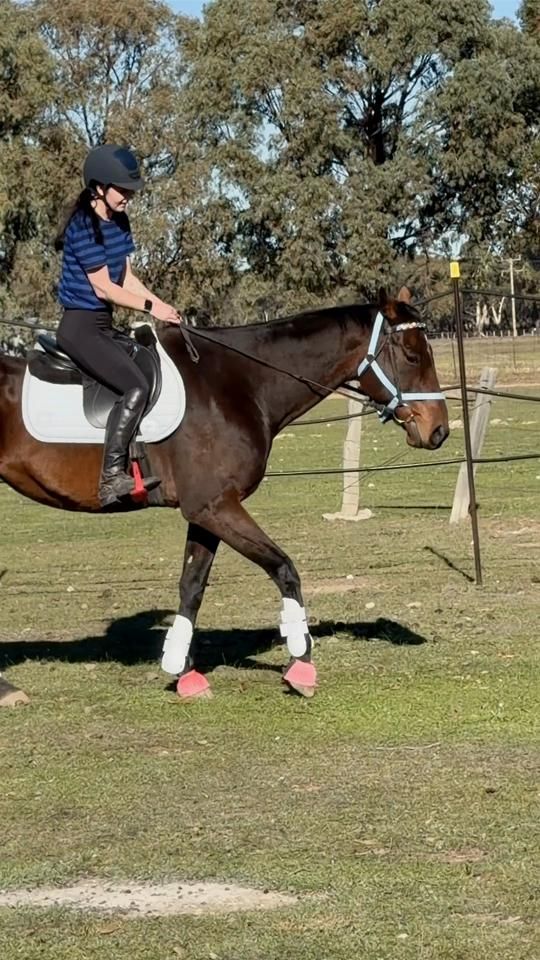 TikTok video thumbnail by equine.wilkinson