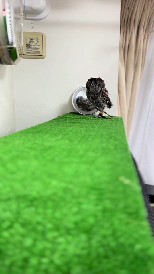 TikTok video thumbnail by kuuowl