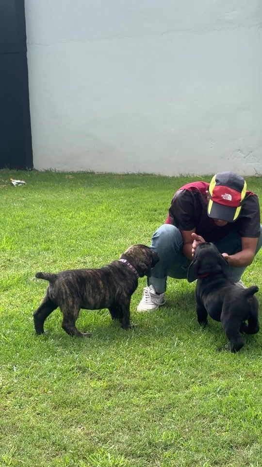 TikTok video thumbnail by narcoboerboels