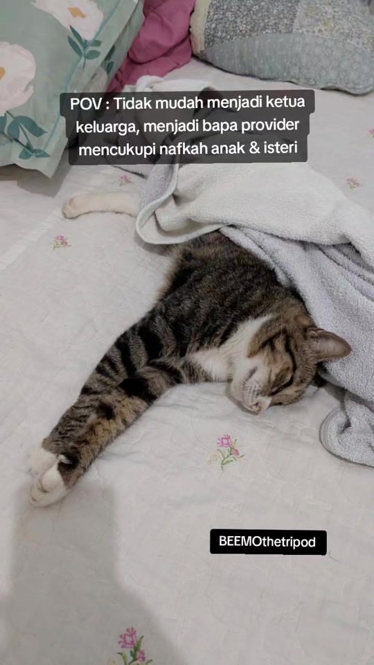 TikTok video thumbnail by kujiecats