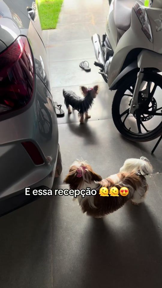 TikTok video thumbnail by cleudenir_silva18