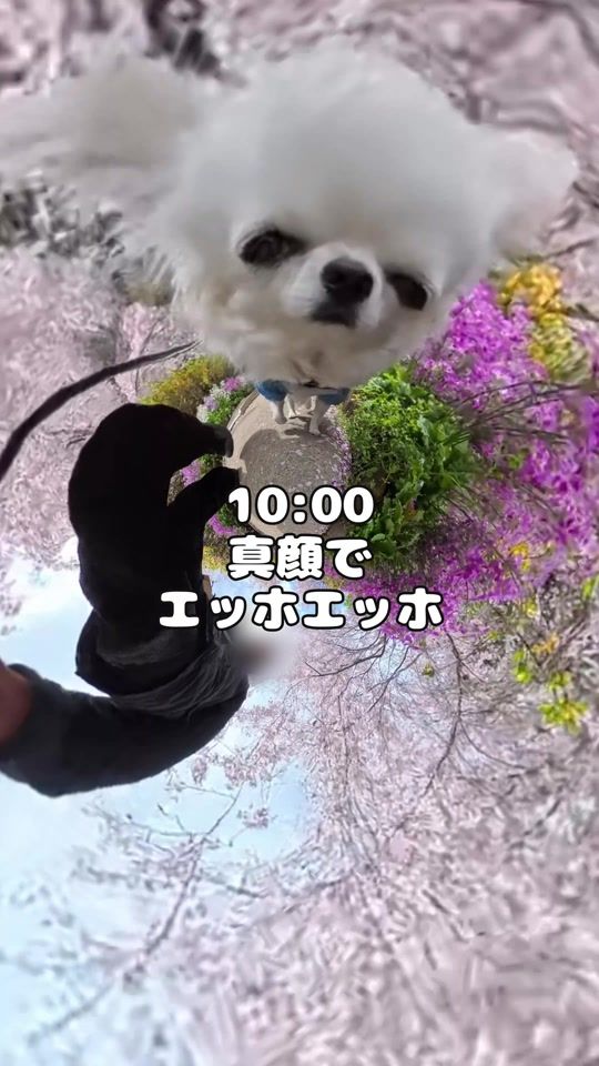 TikTok video thumbnail by umi_tabe