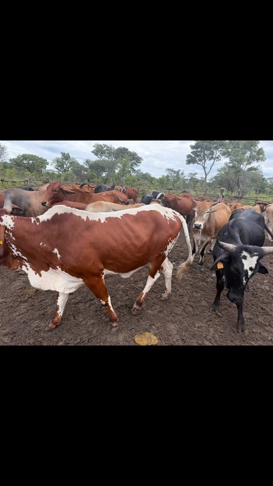 TikTok video thumbnail by boitjie_kaanda