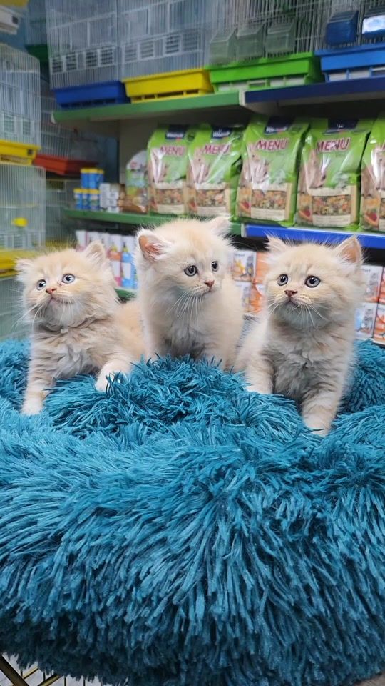 TikTok video thumbnail by adams_pet_world