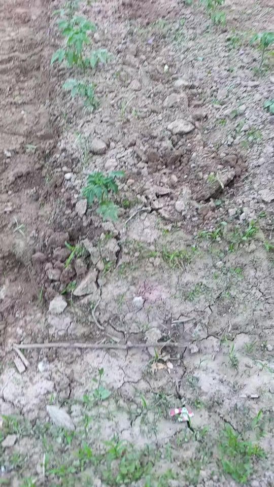 TikTok video thumbnail by buxara448