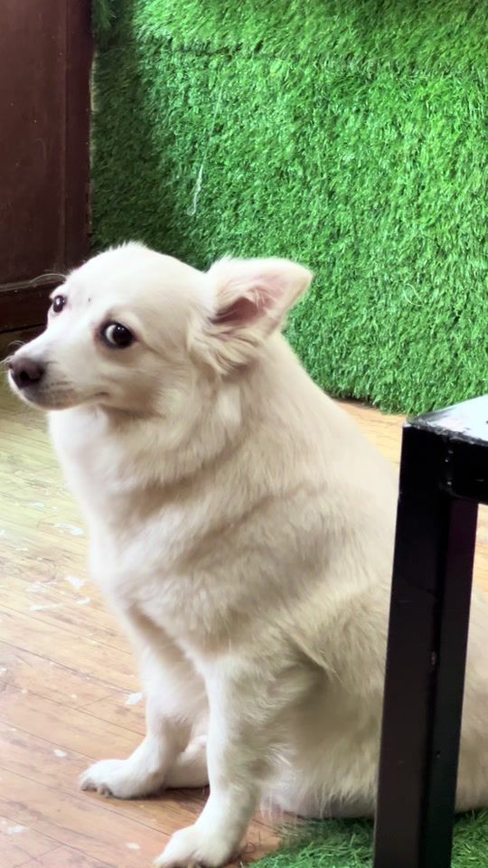 TikTok video thumbnail by babukrishnapariyar77