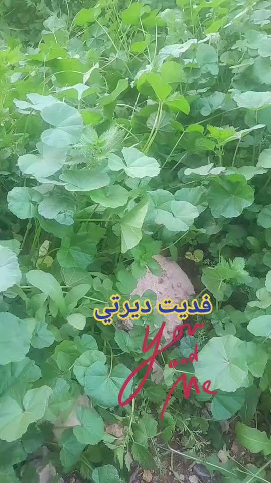 TikTok video thumbnail by shaikhh515