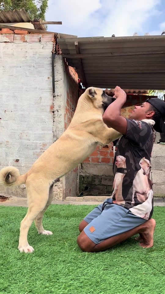 TikTok video thumbnail by zeusdogoargentinos
