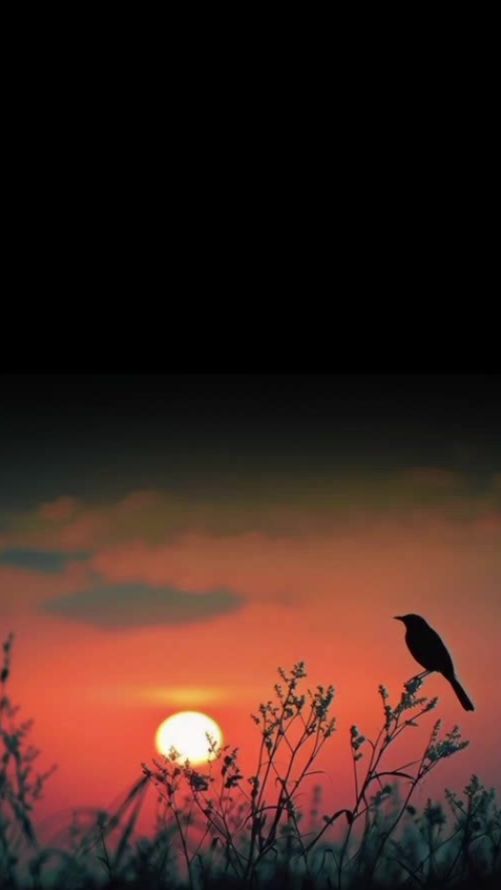 TikTok video thumbnail by e_seid1