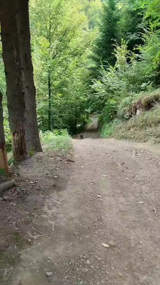 TikTok video thumbnail by almedin_alme10