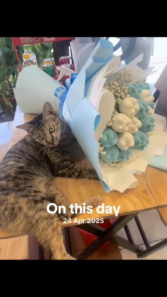 TikTok video thumbnail by pov_meas_
