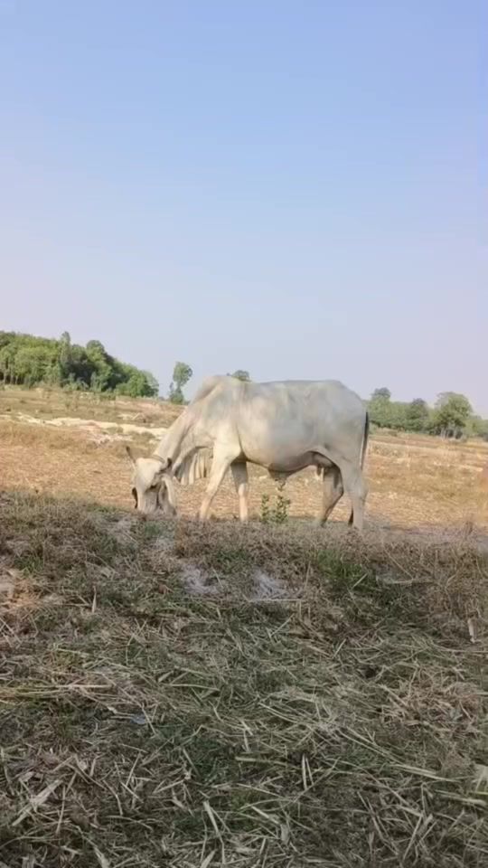 TikTok video thumbnail by fang.2424