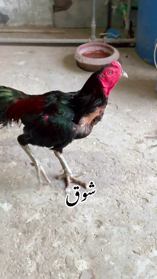 TikTok video thumbnail by mian.imran.poma