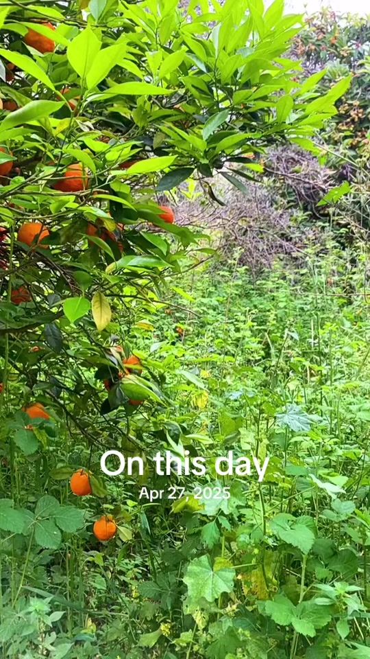 TikTok video thumbnail by zahraskitchen_
