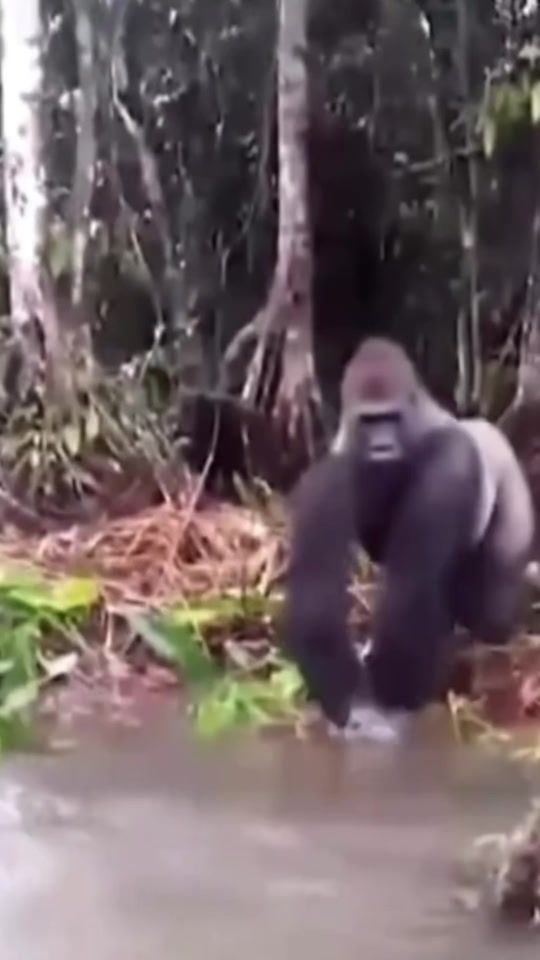 TikTok video thumbnail by joe_fight