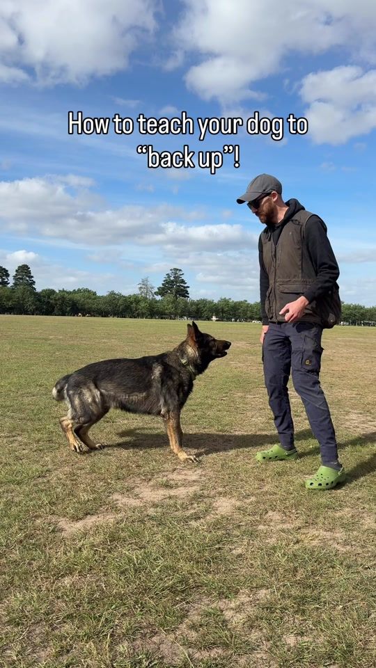 TikTok video thumbnail by jamiethedogtrainer