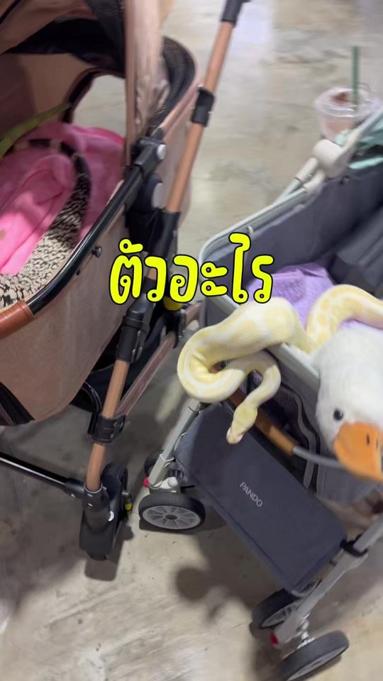 TikTok video thumbnail by pimandjedii