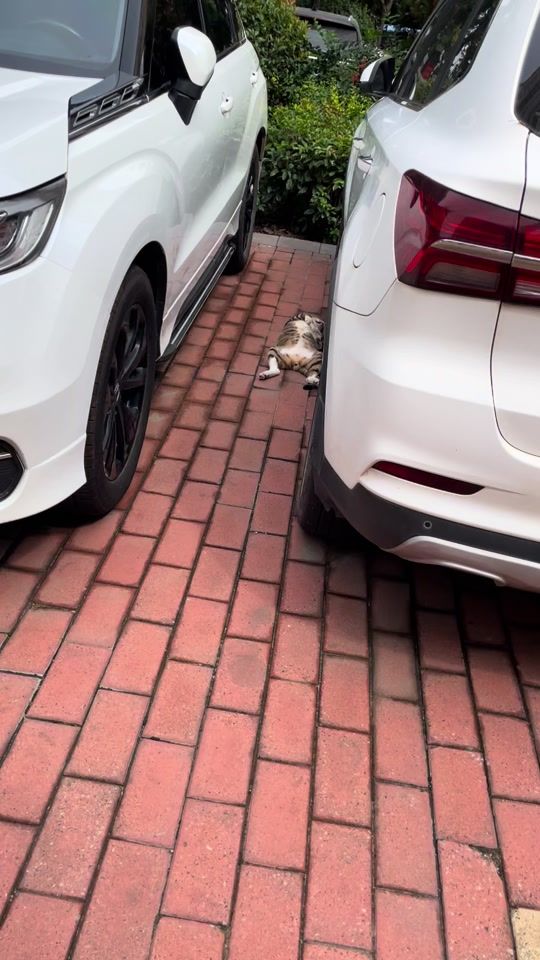 TikTok video thumbnail by petlovefunny47