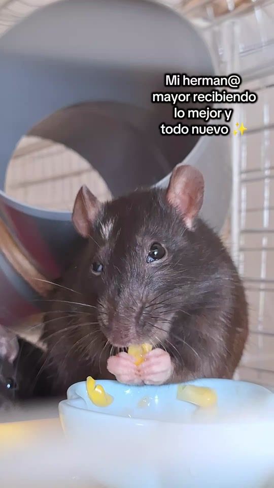 TikTok video thumbnail by mandirats