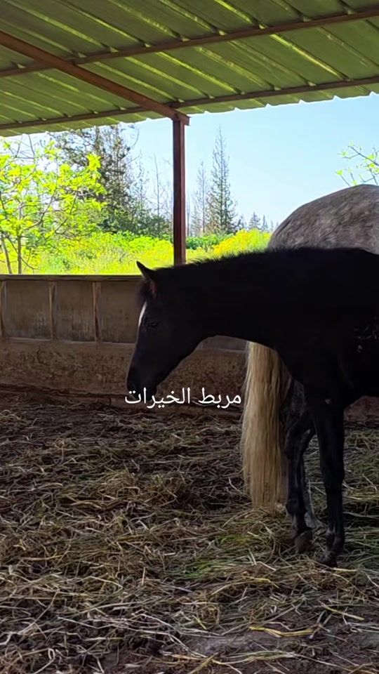 TikTok video thumbnail by hamzabendahmane7