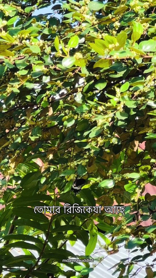 TikTok video thumbnail by mdamranuddin1