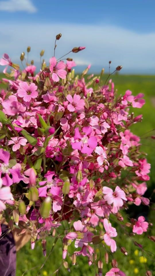 TikTok video thumbnail by daikagyan9