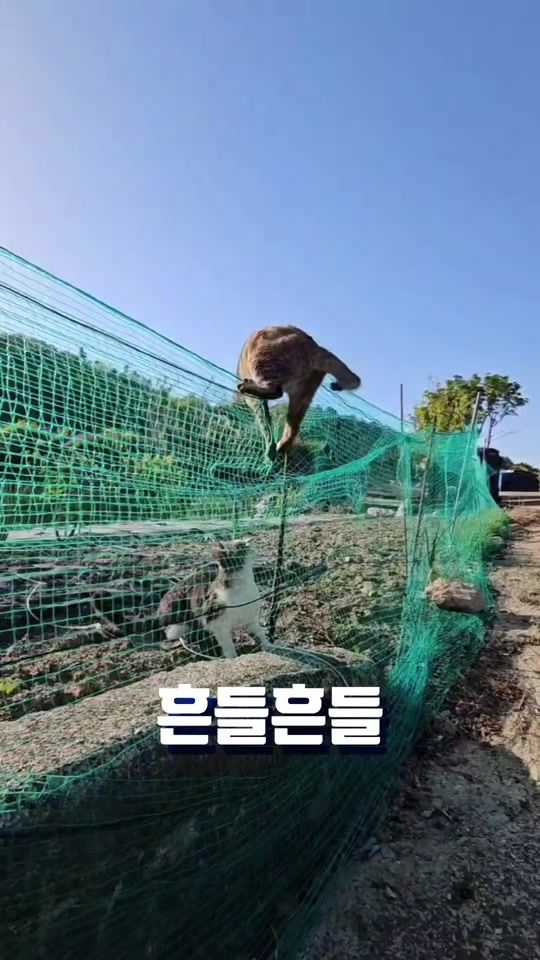 TikTok video thumbnail by 11cat1dog