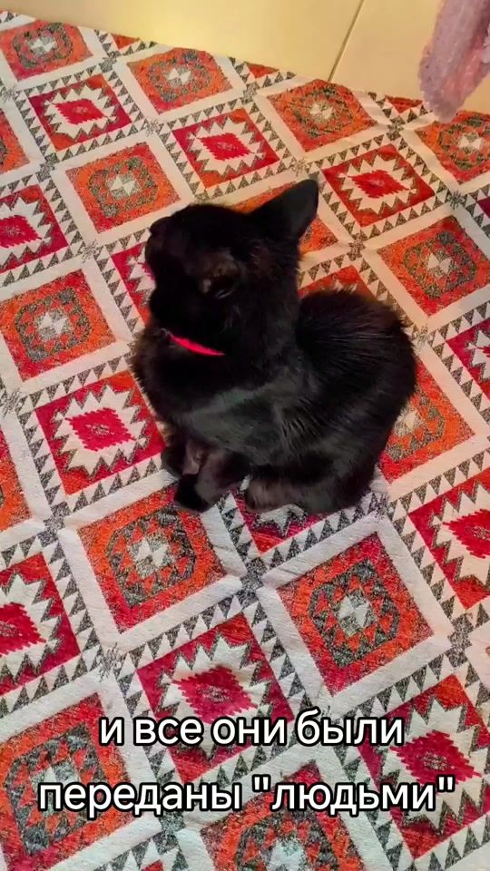 TikTok video thumbnail by marsicat1