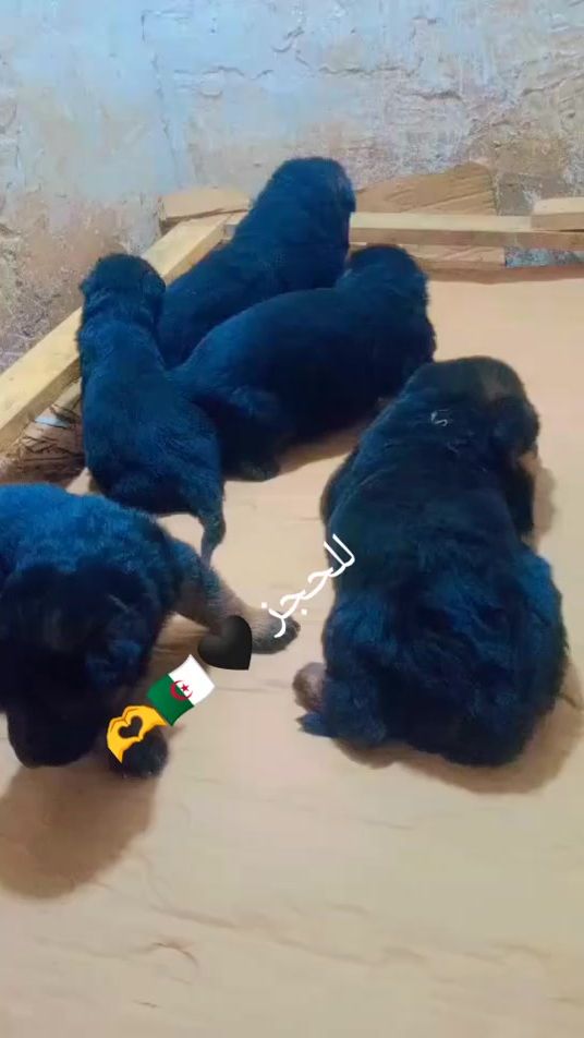 TikTok video thumbnail by dja.mel4