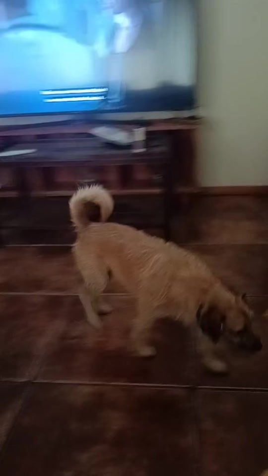 TikTok video thumbnail by labrillibrilli2