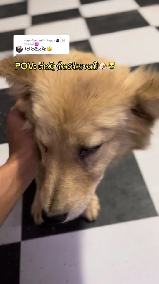 TikTok video thumbnail by xang_phone1