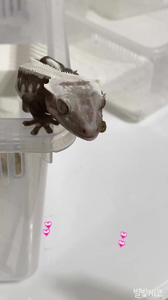 TikTok video thumbnail by starlight_gecko