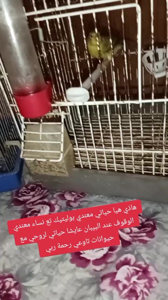 TikTok video thumbnail by moulatma1