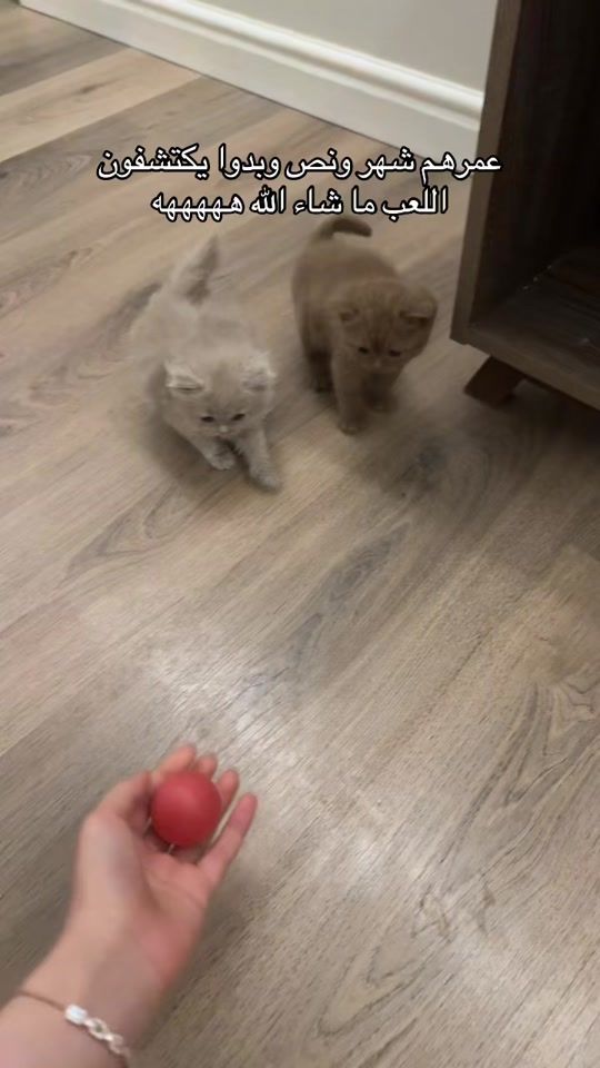 TikTok video thumbnail by bllcrr