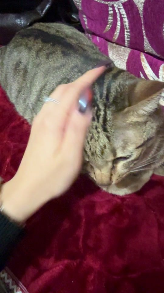 TikTok video thumbnail by ____fish_fish