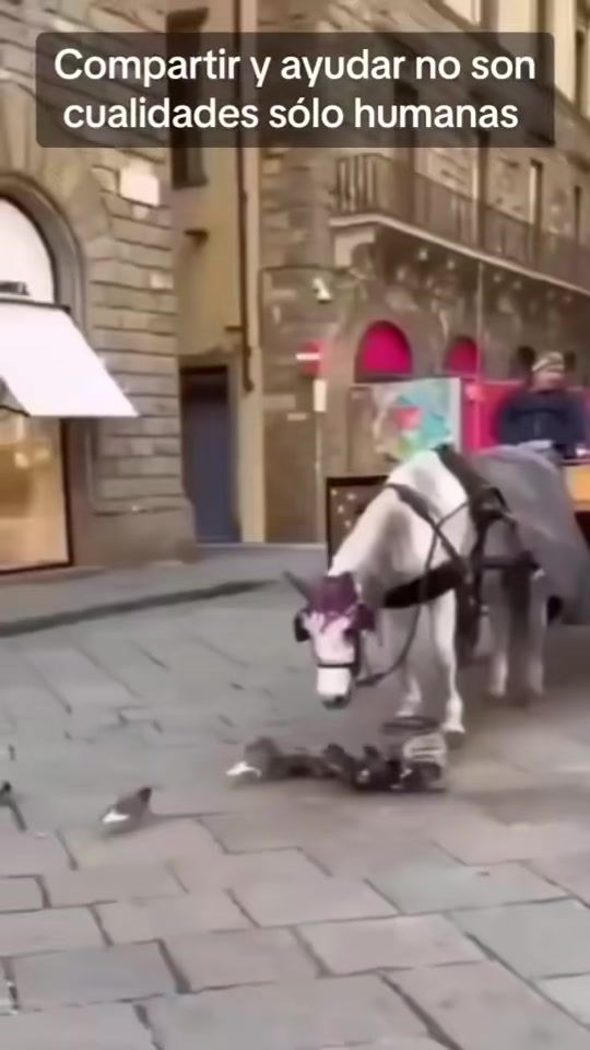 TikTok video thumbnail by general_mente