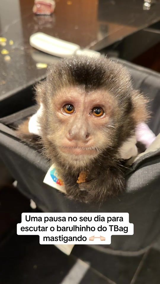 TikTok video thumbnail by macacotbag