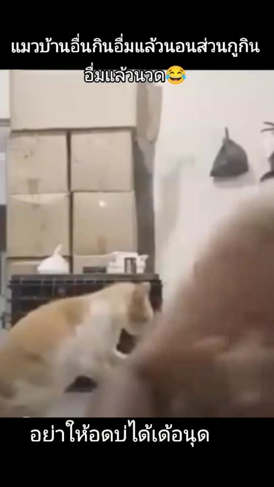 TikTok video thumbnail by tarnoy004