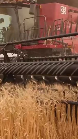TikTok video thumbnail by modernfarmer_