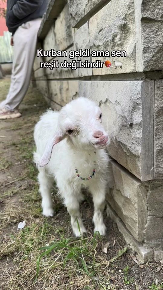 TikTok video thumbnail by asezgull
