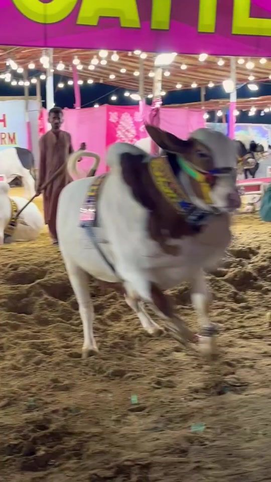 TikTok video thumbnail by 1karachibulllovers