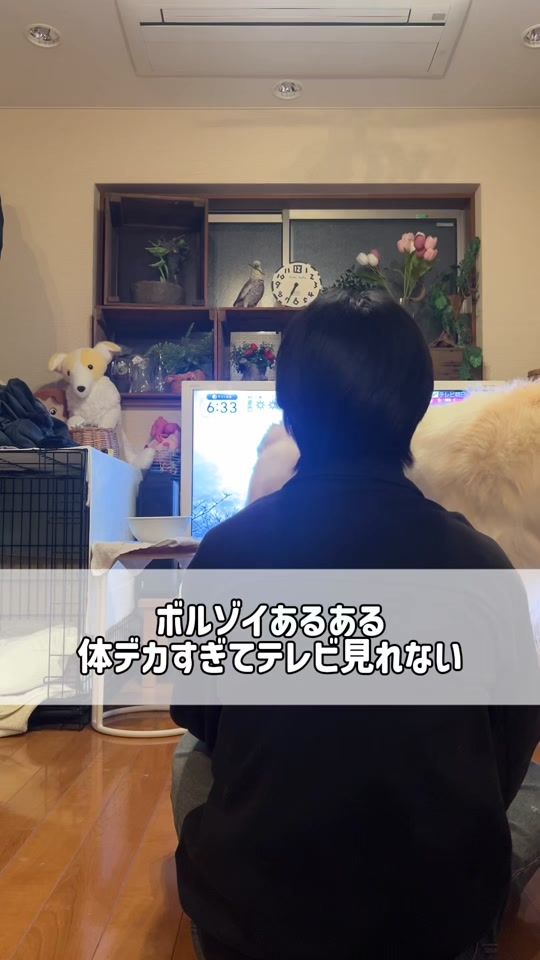 TikTok video thumbnail by borzoi_to_asobo