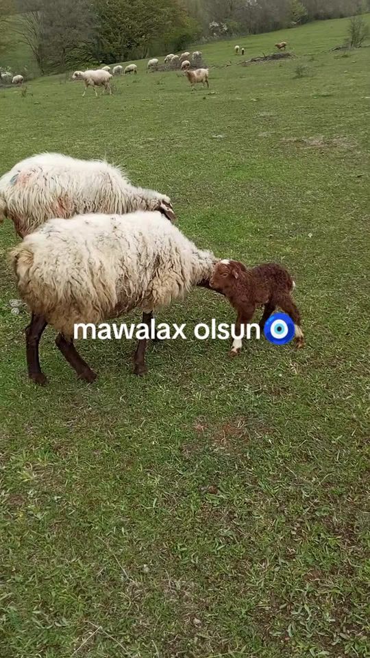 TikTok video thumbnail by ramin.tun