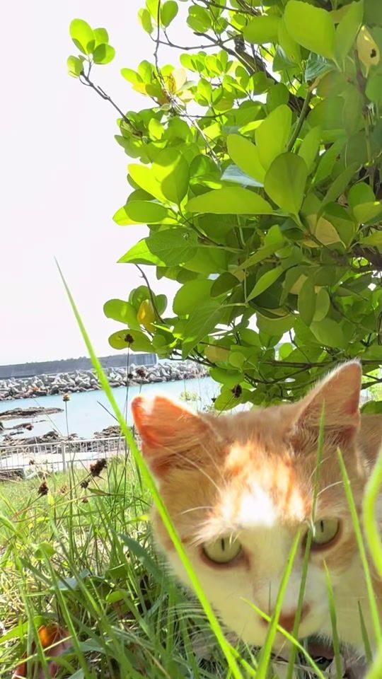 TikTok video thumbnail by user2161060050418