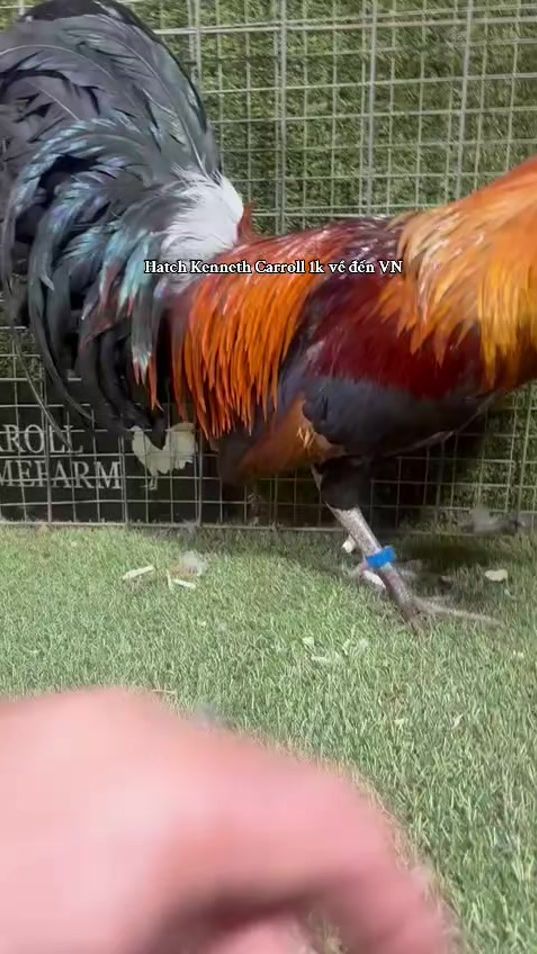 TikTok video thumbnail by mr.kim.sonic