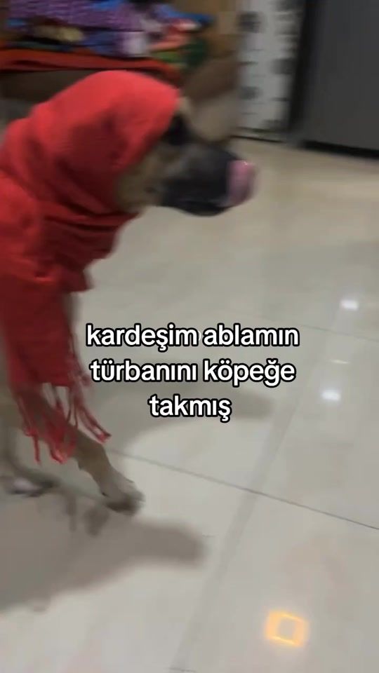 TikTok video thumbnail by rollandios